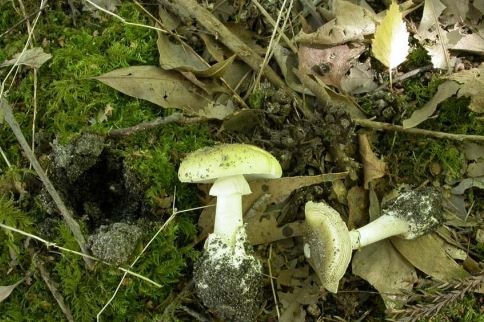 A Death Cap mushroom in the wild.