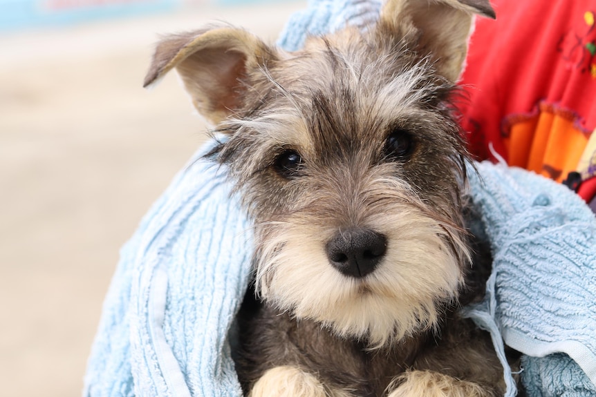 Lulu the dog is wrapped in a towel next to the Glenorchy pool.