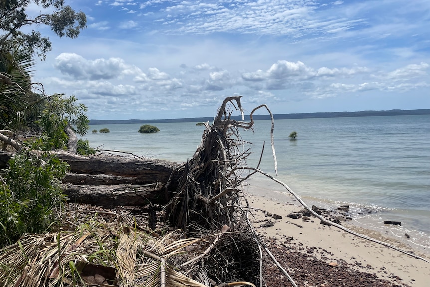 A tree laying with exposed roots 