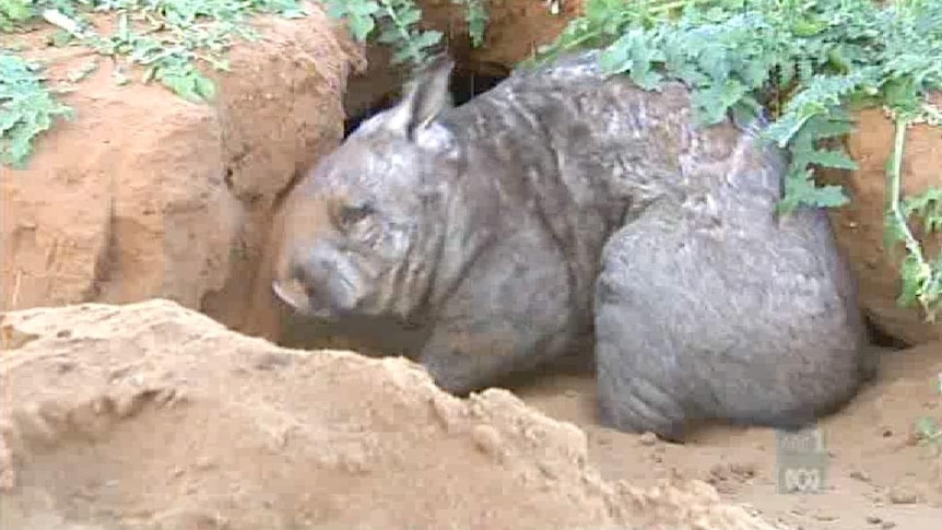 Wombat killings worry nature group