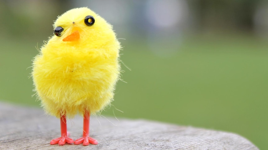 Small fake yellow Easter chicken.