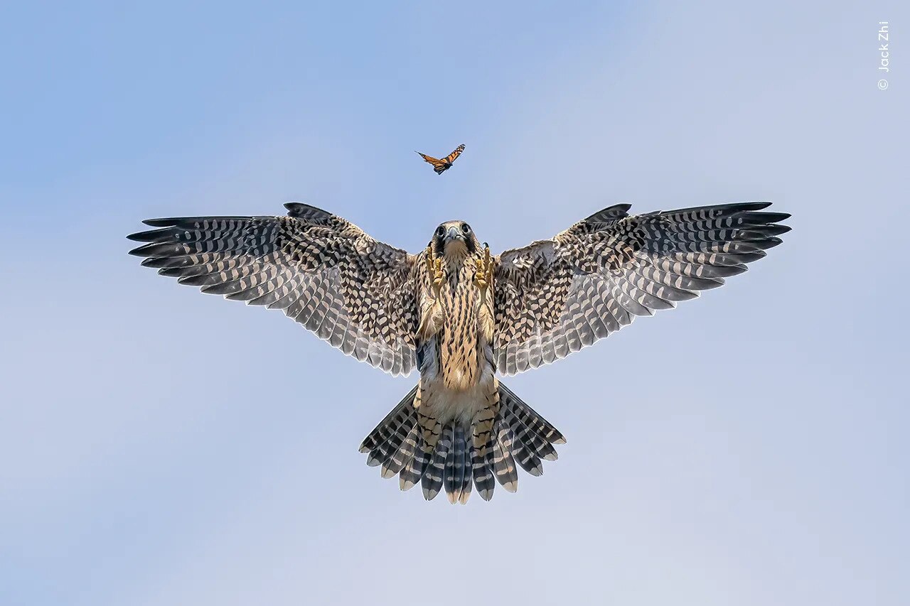 A young falcon in the air practicing its hunting skills on a butterfly