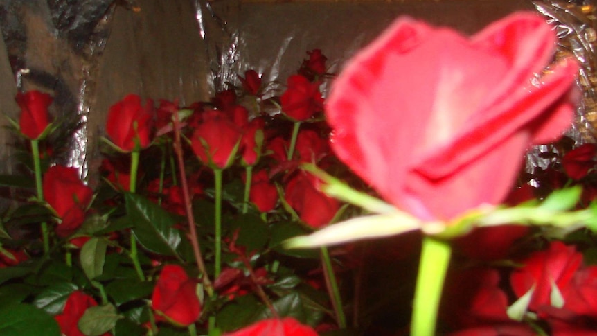 Roses stored in cool room