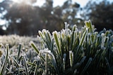 Frost on plants