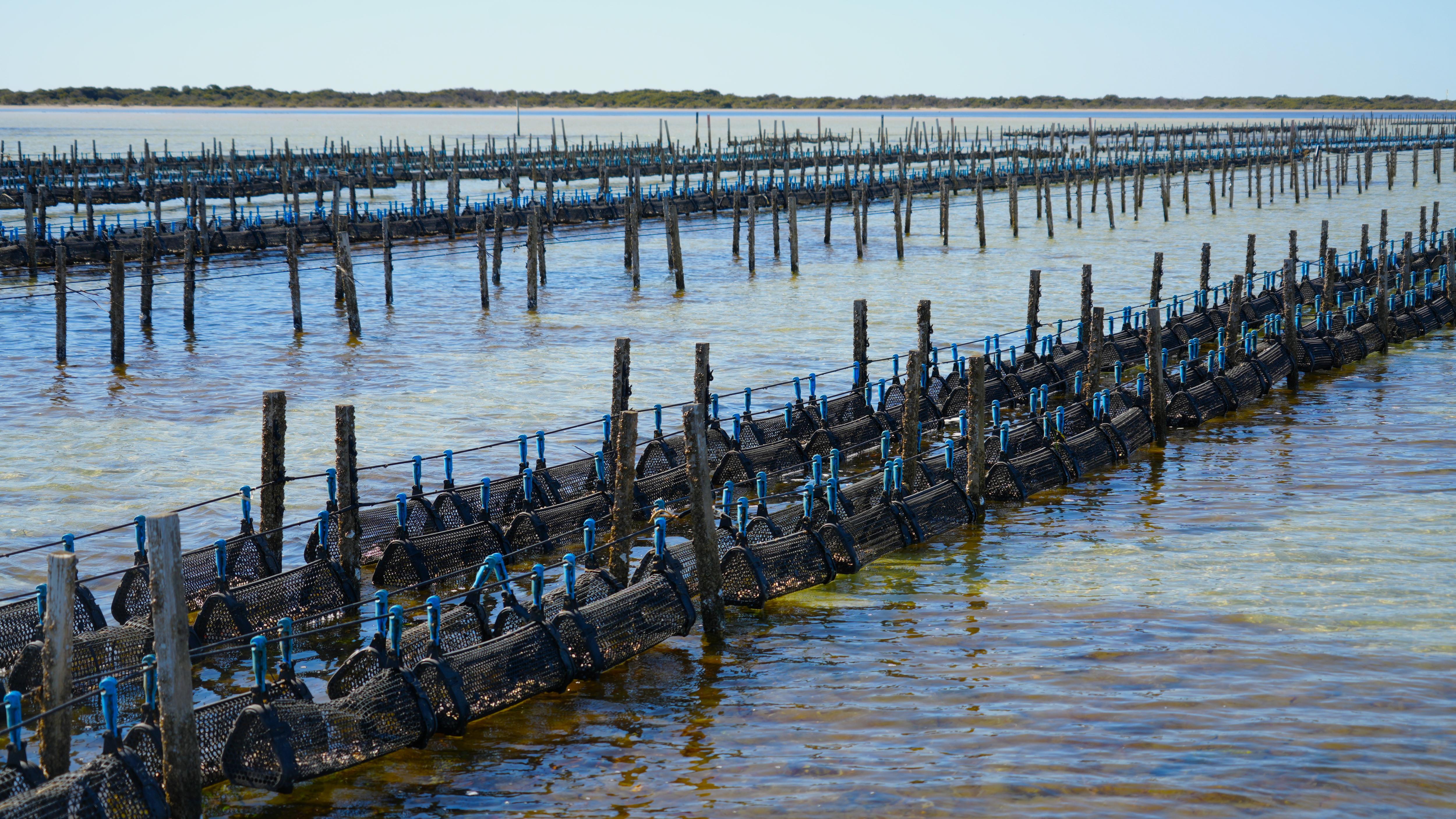 Rows of wooden poles and cable with plastic cages hanging above the ocean, oysters inside