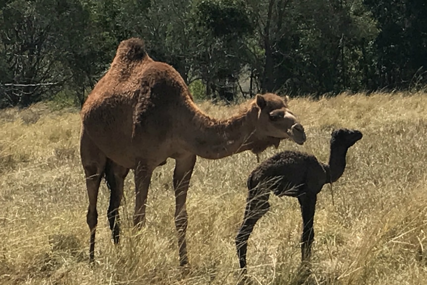 A camel looking affectionately at it's young calf.