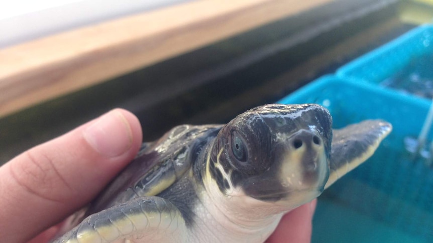 One of the baby flatback turtles