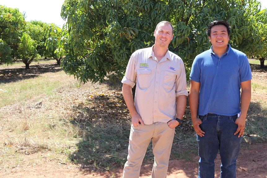 Dr Hamish Campbell and mango grower Robert Quach in front of a mango tree.