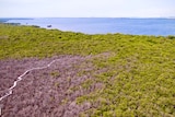 An aerial view of mangroves showing a lot of dead vegetation