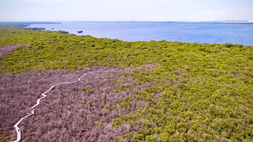 St Kilda mangrove remediation could cost 'tens of millions' unless ...