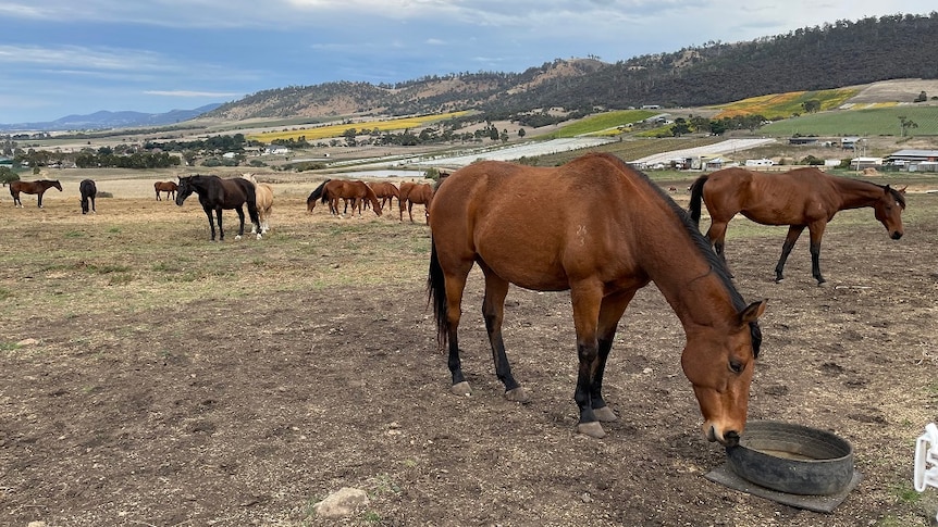A group of horses relaxing at a farm in the Coal River Valley