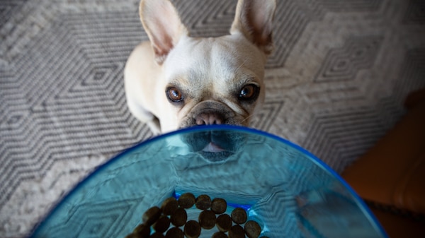 A cream French bulldog is licking her lips while looking up at a bowl of food.