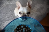 A cream French bulldog is licking her lips while looking up at a bowl of food.