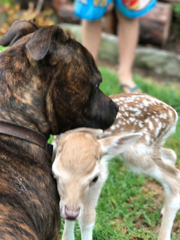 A brown dog snuggles with a baby deer.