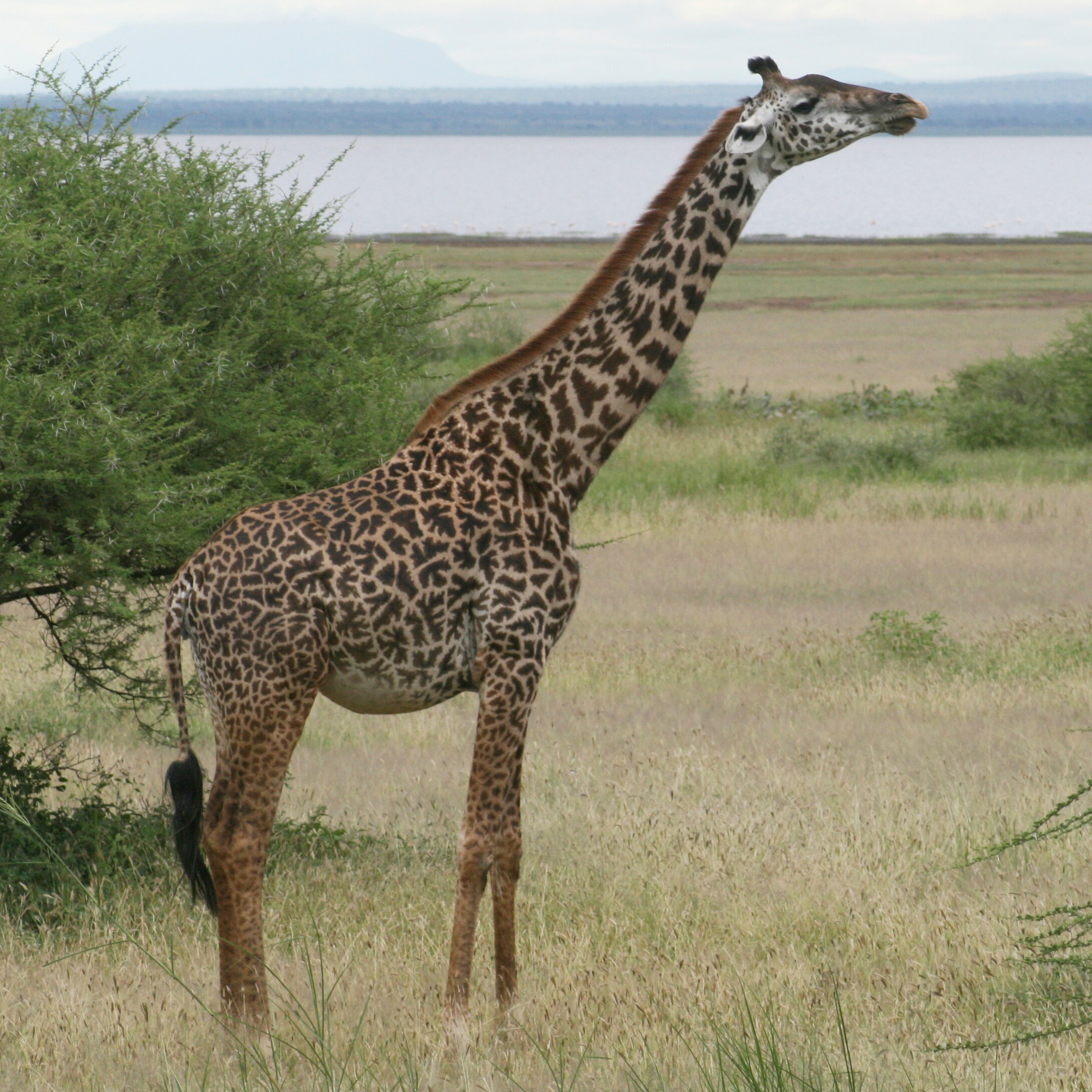 A Masai giraffe
