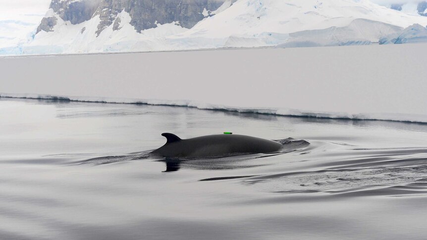 Australian-led research discovers the feeding behaviours of minke whales in the Antarctic