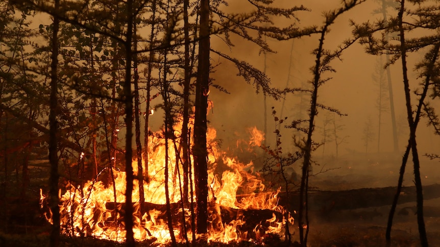 Flames leap up at some trees that are about to be engulfed