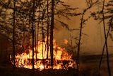 Flames leap up at some trees that are about to be engulfed