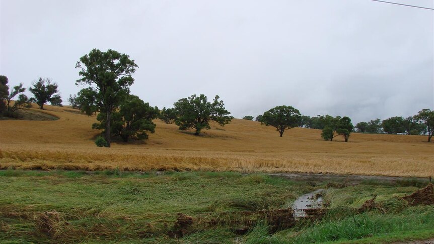Soggy grain crop near Cootamundra, after flooding rains December 9, 2010