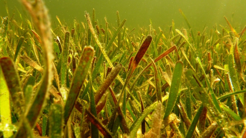 Seagrass (Thallasia testudinum)