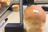 Bread made from lentil flour as part of PhD project at the Functional Grains Centre