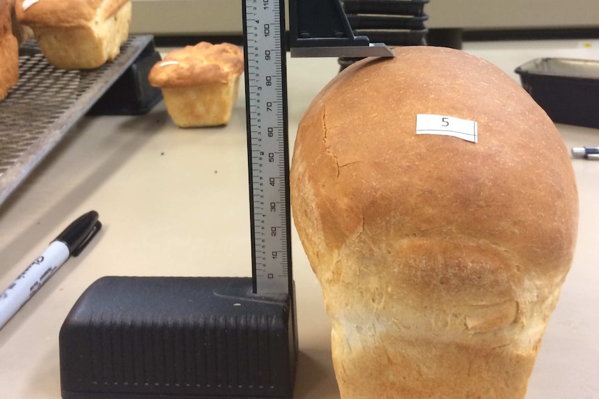 Bread made from lentil flour as part of PhD project at the Functional Grains Centre