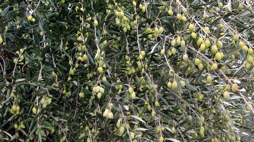 Demand for Australian olive oil