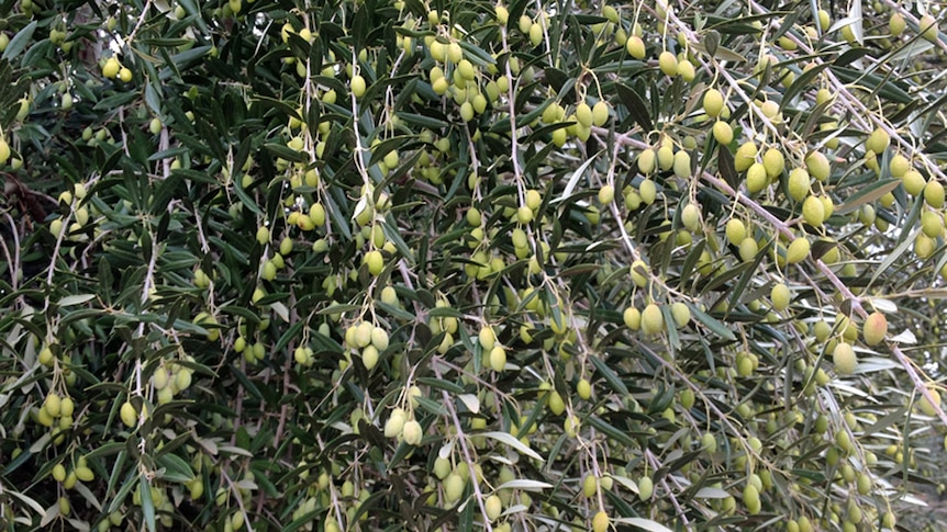 Rive3rland olive grove for saleThe