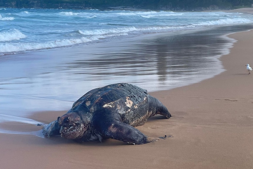 A dead leatherback turtle