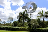 A silver windmill stands above palm trees and a hedge row