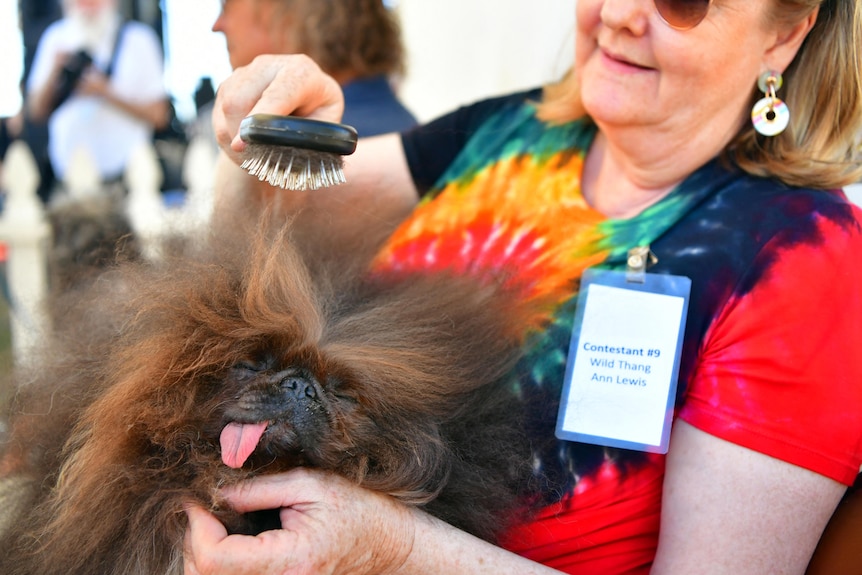A woman brushes a small long-haired dog in the world's ugliest dog competition