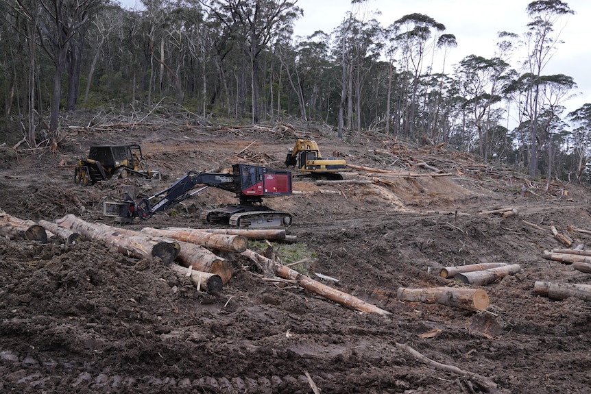 A section of forest that has been cleared through logging, with two machines operating.