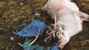 Reindeer lay on the ground with its antlers entangled in fishing nets.