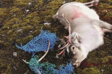 Reindeer lay on the ground with its antlers entangled in fishing nets.