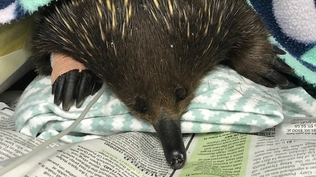 An echidna lies on a blanket on newspaper. His right hand has a bandage on it.