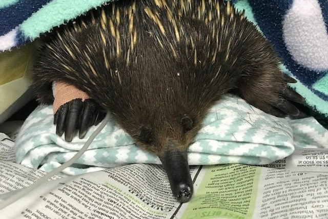 An echidna lies on a blanket on newspaper. His right hand has a bandage on it.