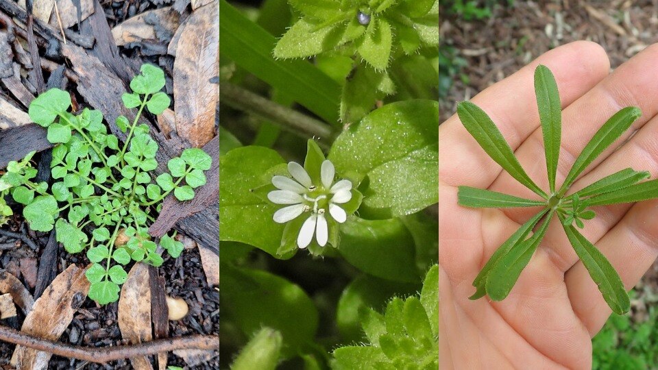 Composite image of small weed with round leaves, a tiny white flower among leaves, and a hand holding a weed with narrow leaves.