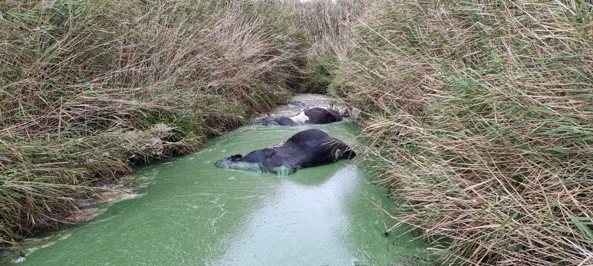 Talks begin to save Victoria's Curdies River after bluegreen algae