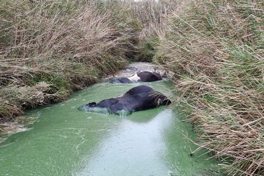 Bodies of dead cows floating in  water that is green and murky due to blue green algae blooms.