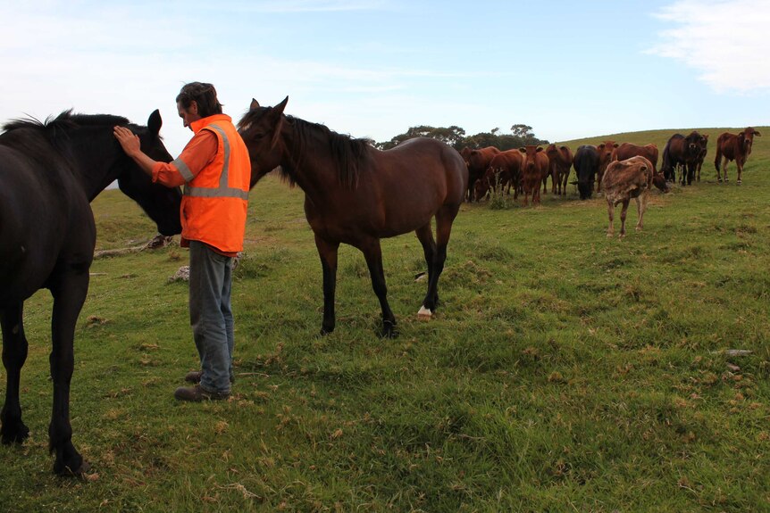 Torbay farmer Andy May with his horses