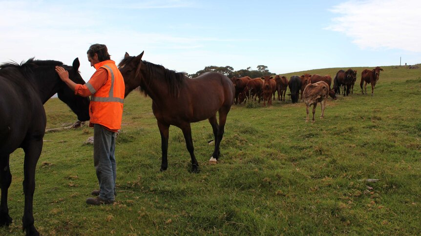 Torbay farmer Andy May with his horses