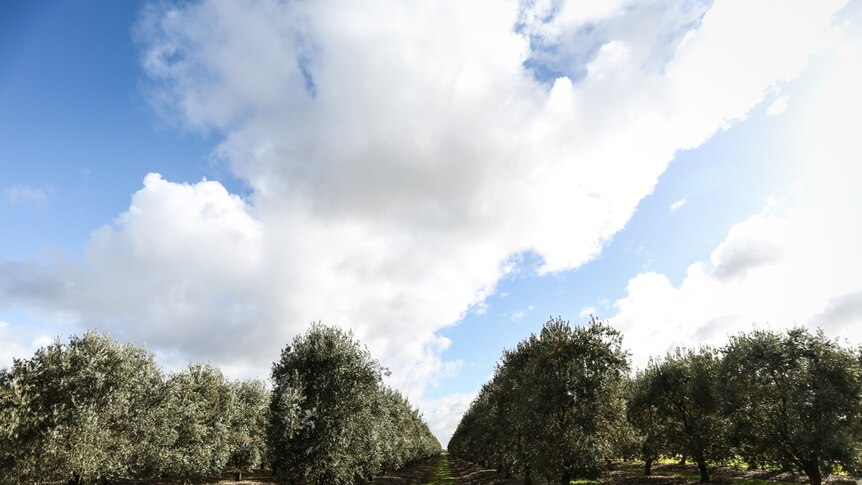 Irrigated olive trees at Boort, Victoria