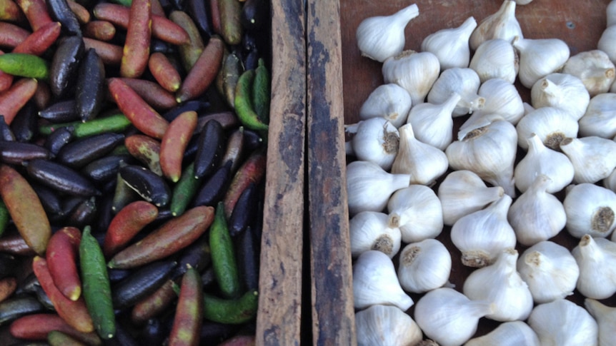Finger limes and garlic in trays at the farmers markets in Port Macquarie.