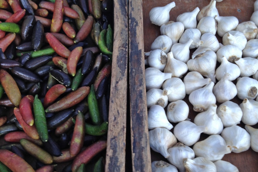 Finger limes and garlic in trays at the farmers markets in Port Macquarie.