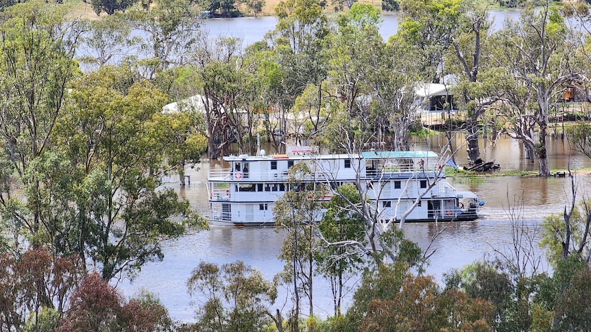 A paddle steamer cruising along a swollen Murray River.