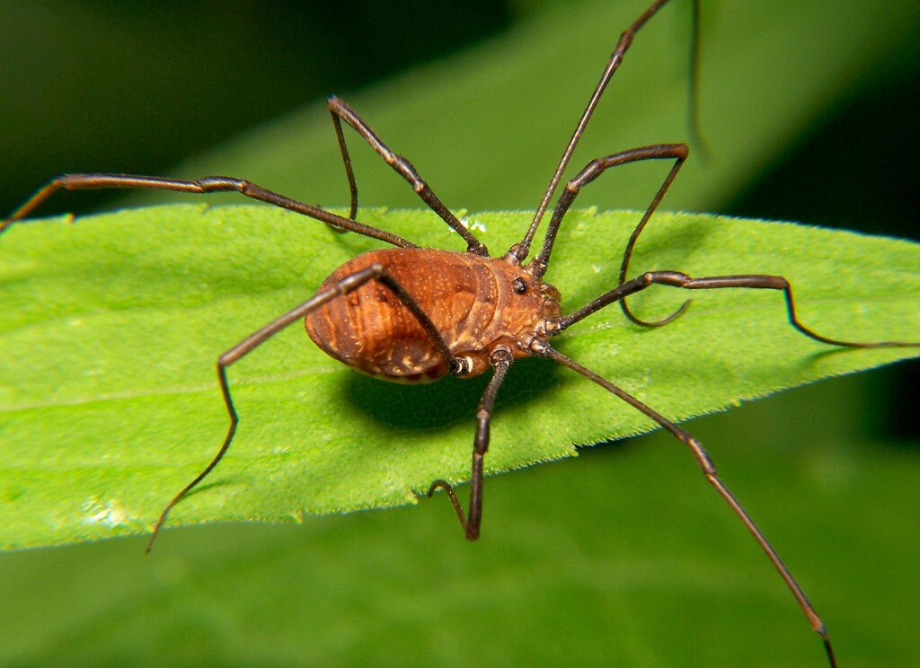 Harvestman spider sits on a leaf, close up shot
