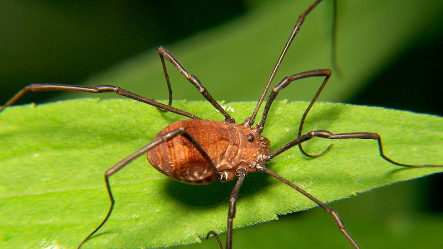 Harvestman spider sits on a leaf, close up shot