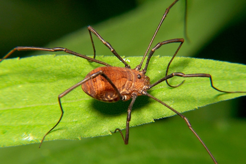 Myth buster: Daddy long legs are the most venomous spider in the