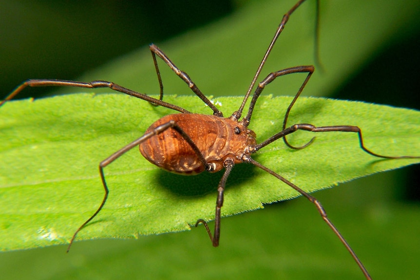 Harvestman spider sits on a leaf, close up shot