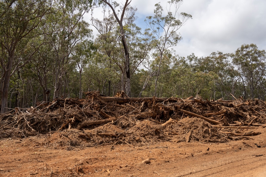 Piles of logs.